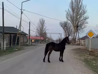 Hing, Friesian — 1. fotó