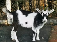 公山羊, Goats — 照片 2
