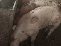 Locha, Świnie — zdjęcie 6