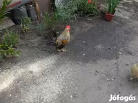 Japanisches Bantam — Foto 4