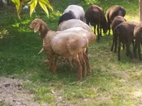 أغنام (دفعة، الجنس غير محدد), Arashan sheep — الصورة 4