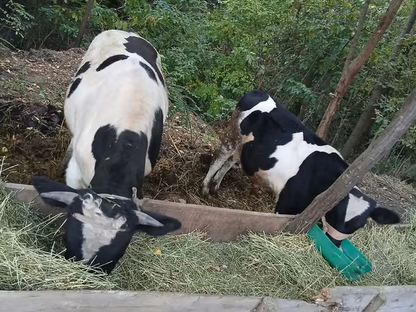 Bika, Russian Black pied cattle