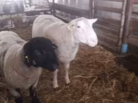 公羊, White Suffolk sheep — 照片 3