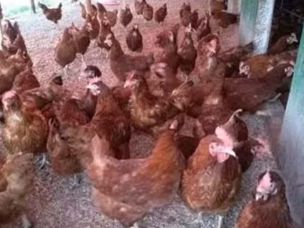 Chickens