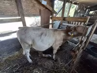 公牛, Holstein breed — 照片 2