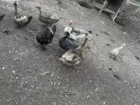 Ducks — photo 2