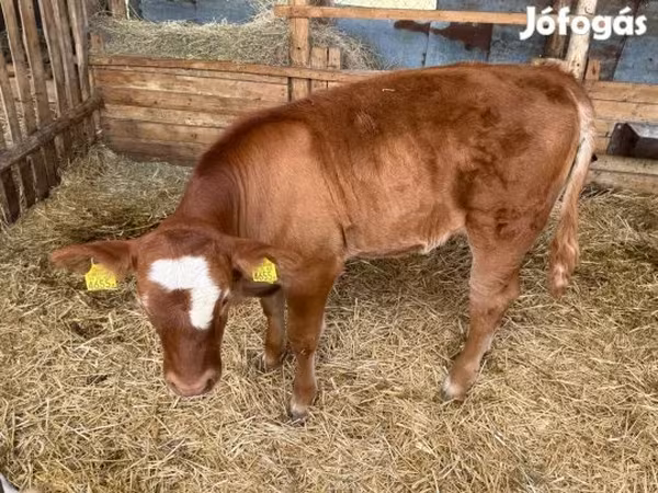 Toro, Ganado vacuno