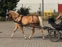 Stute, Hungarian horse breed — Foto 4