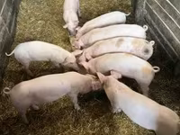 Pigs (batch, sex not specified), Крупная белая — photo 3