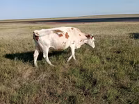 गाय, Simmental cattle — फ़ोटो 6