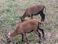 母羊, Cameroon sheep — 照片 4
