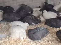 Quails — photo 1