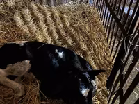 公牛, Cattle — 照片 2