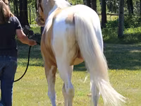 Cavalo, American paint horse — foto 3