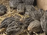 Quails — Foto 3