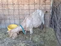 Ziege, Ziegen — Foto 3