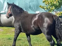 Yegua, Caballos — foto 2