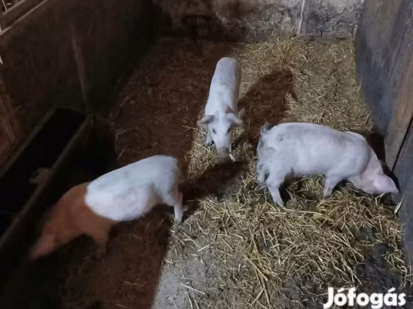 Süldőanya, Мангалица