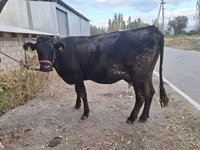 Kuh, Simmental cattle — Foto 5