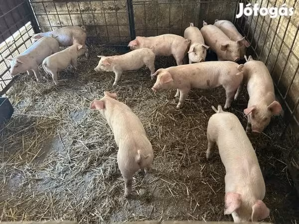 Pigs (batch, sex not specified),  — Hungary