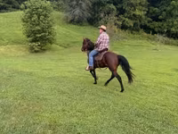 Hing, Rocky Mountain Horse — 6. fotó