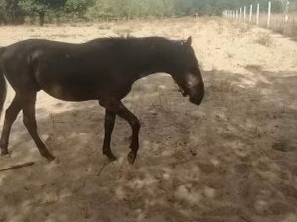 حصان, Nonius horse — هنغاريا