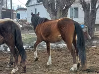 घोड़ी, Kazakh horse — फ़ोटो 3