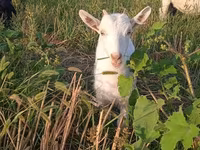 Nőstény kecske, Saanen goat — 2. fotó