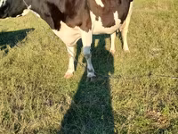 Cow, Cast cow — photo 1