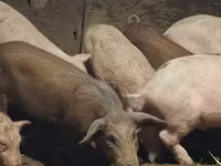 Sow, Pigs — photo 3