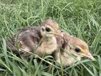Guinea fowl — Foto 4