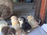 Pekin Bantam — photo 4