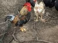 Chickens — foto 5