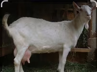 Keçi, Saanen goat — foto 5