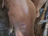 Eber, Schweine — Foto 4