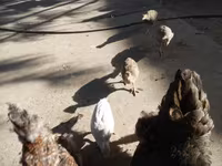Guinea fowl — 5. fotó