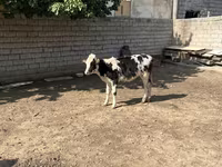 İribuynuzlu mal-qara (partiya, cinsi göstərilməyib), Russian Black pied cattle — foto 2
