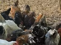 Chickens — photo 1