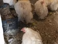Chickens — फ़ोटो 6