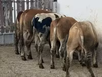 सांड, लिमोज़िन गाय — फ़ोटो 3