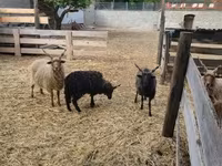 公羊, Racka sheep — 照片 2