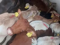 Bika, Simmental cattle — 3. fotó