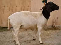 Baran, Dorper sheep — zdjęcie 1