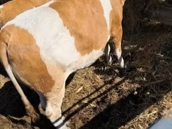 Cow, Simmental cattle — Hungary