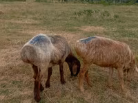 نعجة, Kazakh meat-wool sheep — الصورة 3