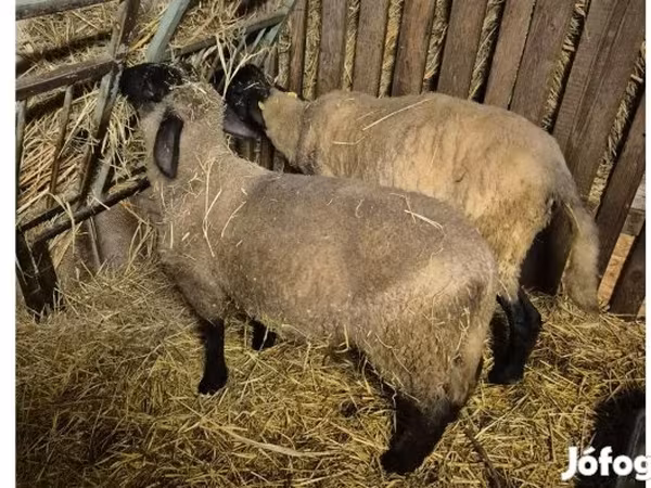 Kos, White Suffolk sheep — Magyarország