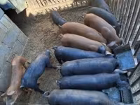 خنزير ذكر, الخنازير — الصورة 5