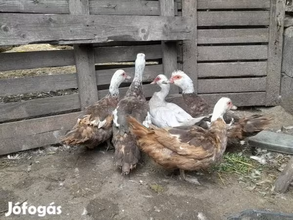 Ducks — Hungary