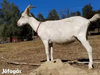 Nőstény kecske, Saanen goat — 5. fotó