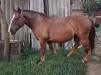 Mare, Horses — photo 1